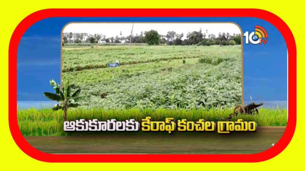 Vegetable Farming