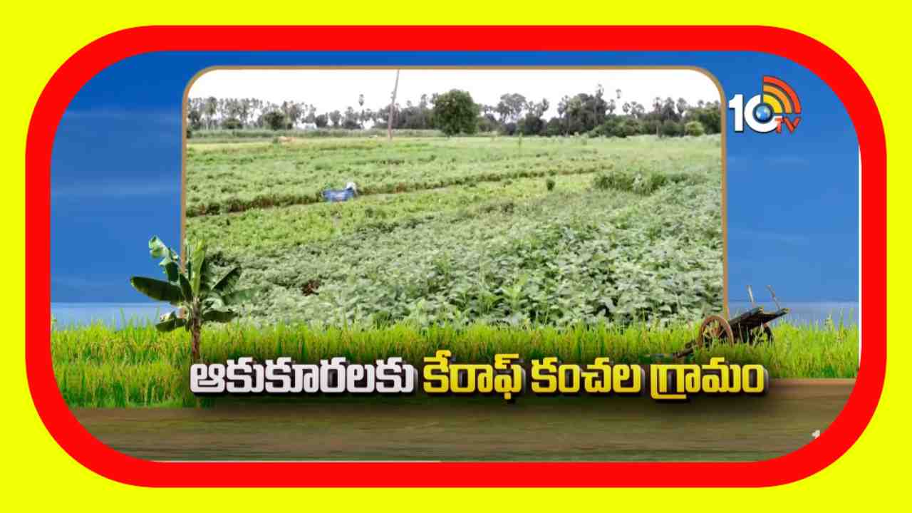 Vegetable Farming : ఊరు ఊరంతా ఆకు కూరల సాగు.. మంచి లాభాలు ఆర్జిస్తున్న రైతులు Vegetable Farming : ఊరు ఊరంతా ఆకు కూరల సాగు.. మంచి లాభాలు ఆర్జిస్తున్న రైతులు