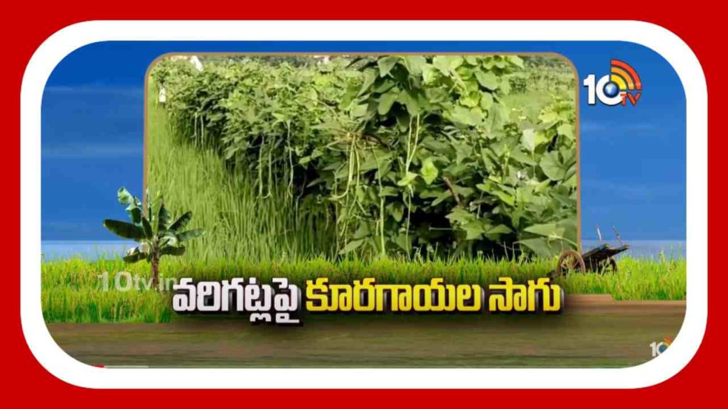 Vegetable cultivation