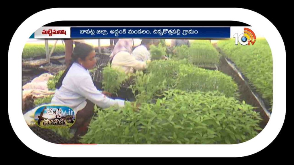 Vegitable Cultivation