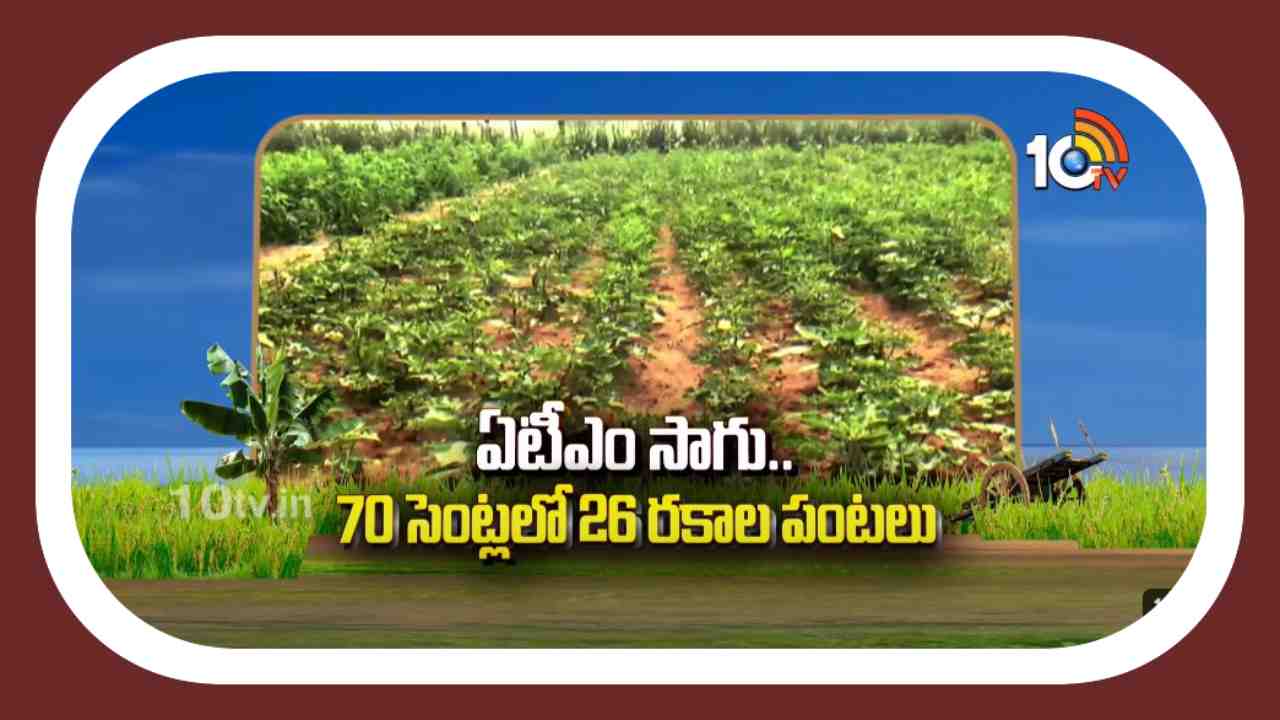 ATM Cultivation : ఏటీఎం సాగు.. 70 సెంట్లలో 26 రకాల పంటలు ATM Cultivation : ఏటీఎం సాగు.. 70 సెంట్లలో 26 రకాల పంటలు