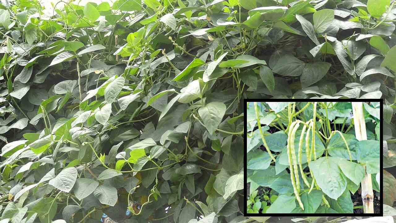 Alasanda Cultivation : అలసంద సాగులో పంటకోత.. కోత అనంతరం జాగ్రత్తలు !