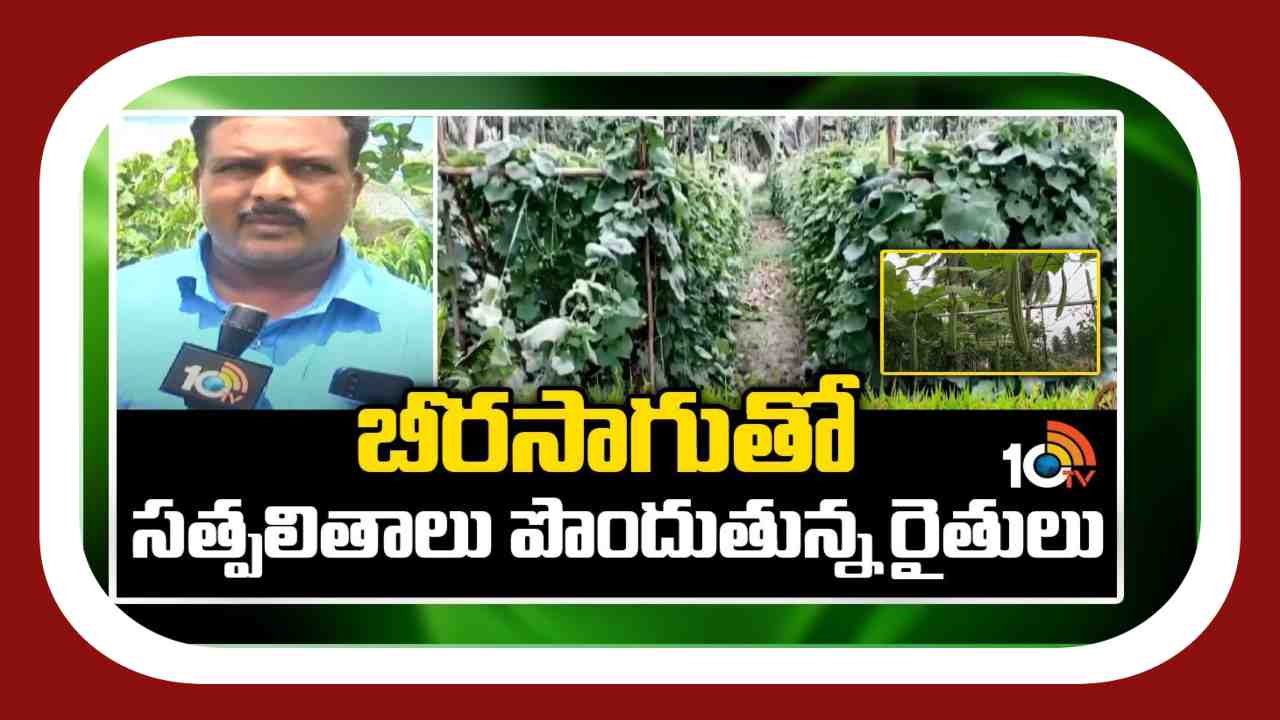 Vegetables Cultivation : ప్రత్యామ్నాయ పంటగా బీరసాగు చేస్తున్న రైతులు Vegetables Cultivation : ప్రత్యామ్నాయ పంటగా బీరసాగు చేస్తున్న రైతులు