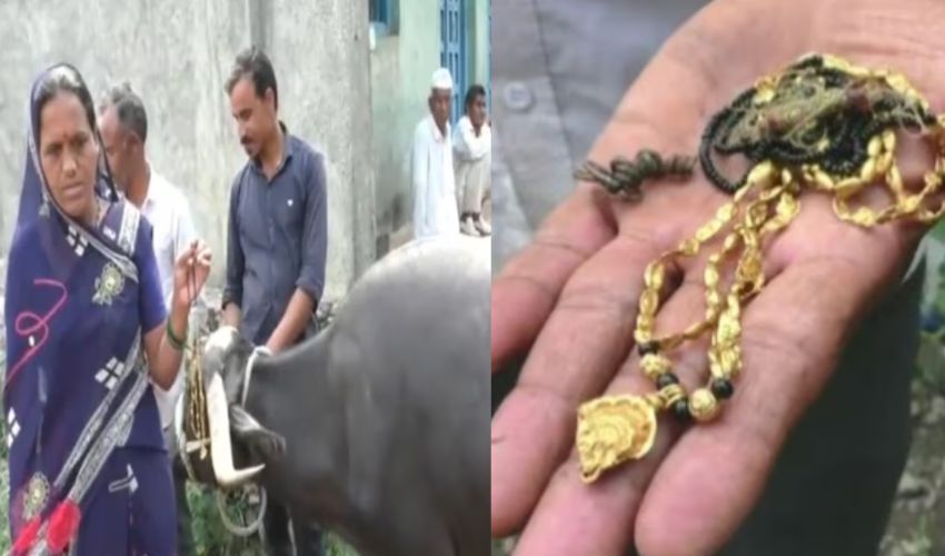 buffalo swallows mangalsutra