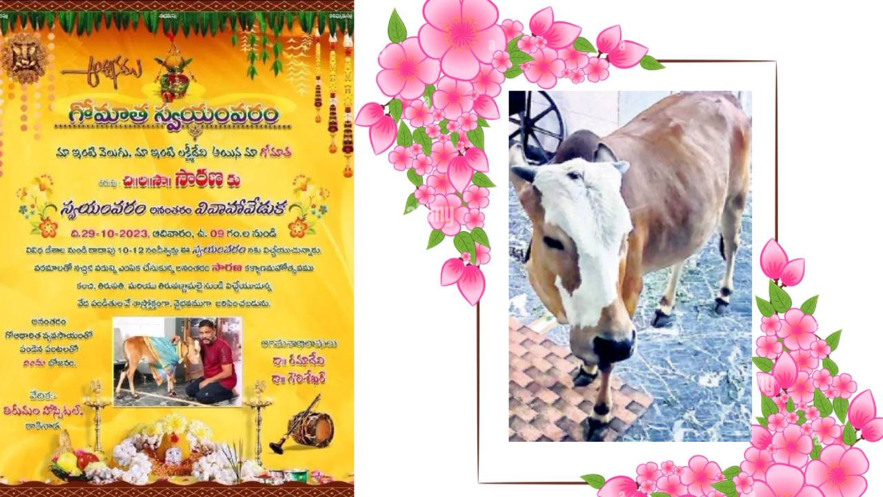 Cow swayamvaram : ఆవుకు స్వయంవరం .. శుభలేఖ వేసి మరీ ప్రకటించిన యజమాని,చీఫ్ గెస్టులు, ప్రత్యేక విందు అదనపు ఆకర్షణ Cow swayamvaram : ఆవుకు స్వయంవరం .. శుభలేఖ వేసి మరీ ప్రకటించిన యజమాని,చీఫ్ గెస్టులు, ప్రత్యేక విందు అదనపు ఆకర్షణ