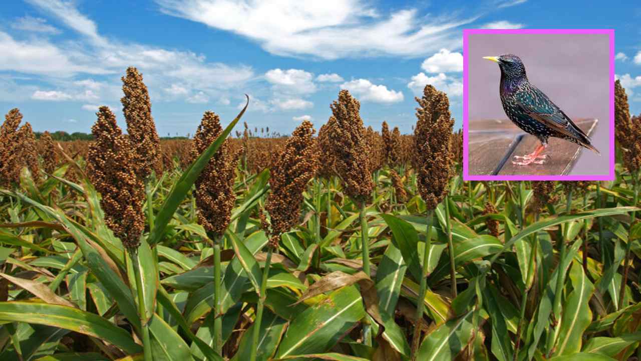 Crop Damaging Birds : పంటకు నష్టం కలిగించే పక్షుల విషయంలో అనుసరించాల్సిన నియంత్రణా పద్ధతులు Crop Damaging Birds : పంటకు నష్టం కలిగించే పక్షుల విషయంలో అనుసరించాల్సిన నియంత్రణా పద్ధతులు