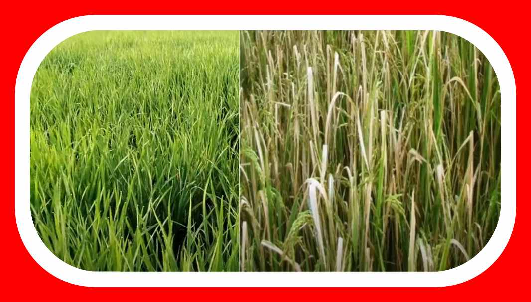 Paddy Cultivation : వరిలో ఎండాకు తెగులు నివారణ Paddy Cultivation : వరిలో ఎండాకు తెగులు నివారణ