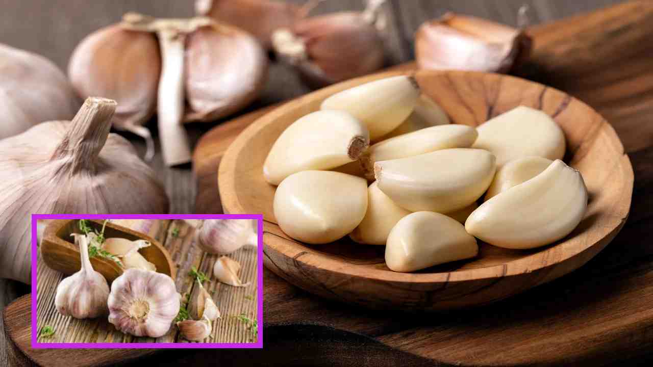 Garlic Boosts Immunity : వెల్లుల్లిని ఉపయోగించడం వల్ల శరీరంలో రోగనిరోధక శక్తి పెరుగుతుందా? Garlic Boosts Immunity : వెల్లుల్లిని ఉపయోగించడం వల్ల శరీరంలో రోగనిరోధక శక్తి పెరుగుతుందా?