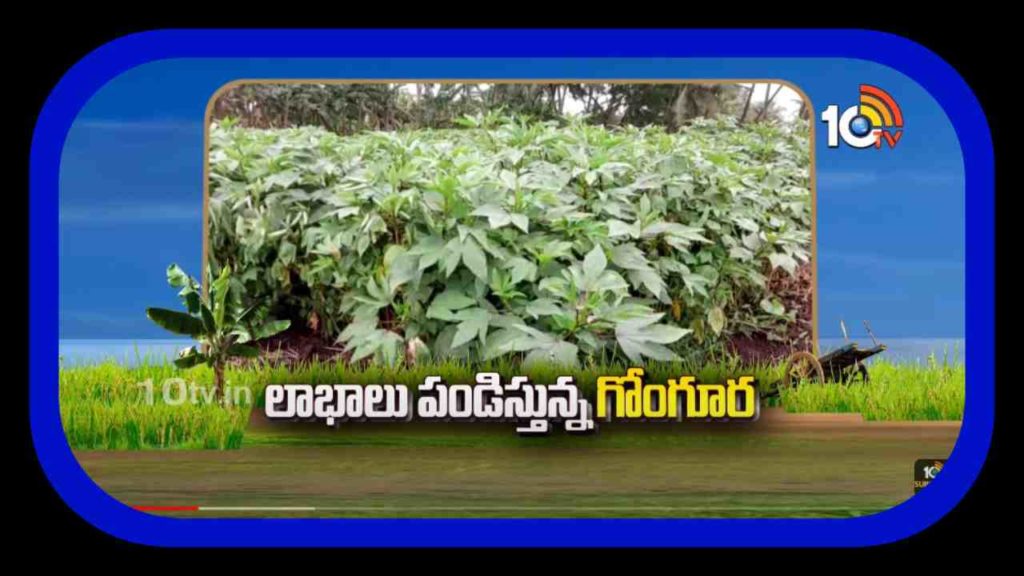 gogucultivation