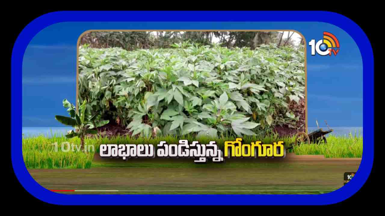 Gongura Cultivation : లాభాలు పండిస్తున్న గోంగూర సాగు Gongura Cultivation : లాభాలు పండిస్తున్న గోంగూర సాగు
