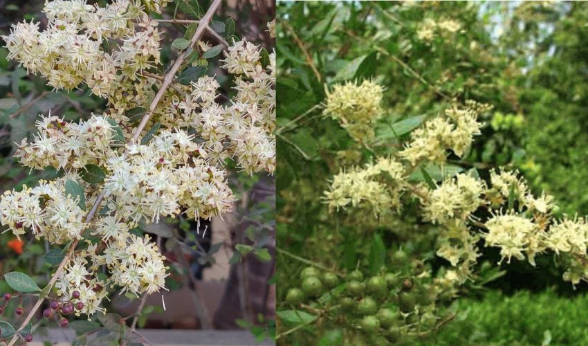 henna tree flowers