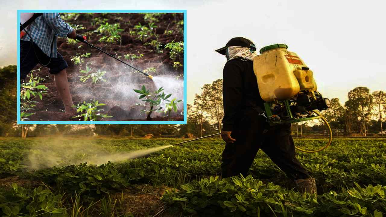 Herbicide Safety Tips : రైతులు పంటపొలాల్లో కలుపు మందులు వాడే సమయంలో తీసుకోవాల్సిన జాగ్రత్తలు Herbicide Safety Tips : రైతులు పంటపొలాల్లో కలుపు మందులు వాడే సమయంలో తీసుకోవాల్సిన జాగ్రత్తలు
