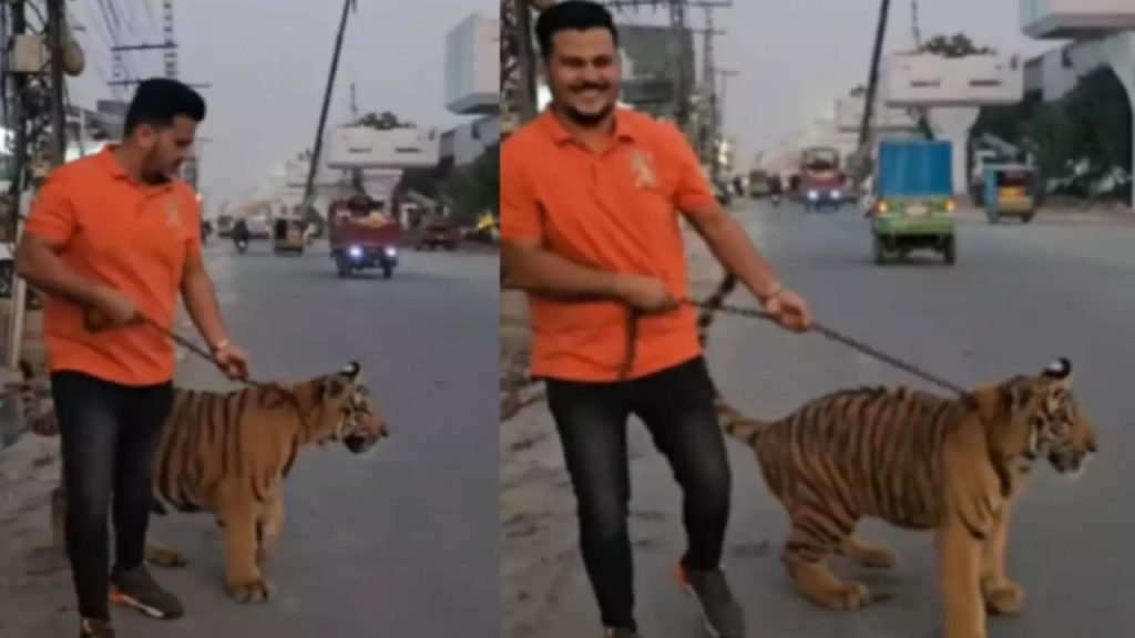 man walk With tiger on road
