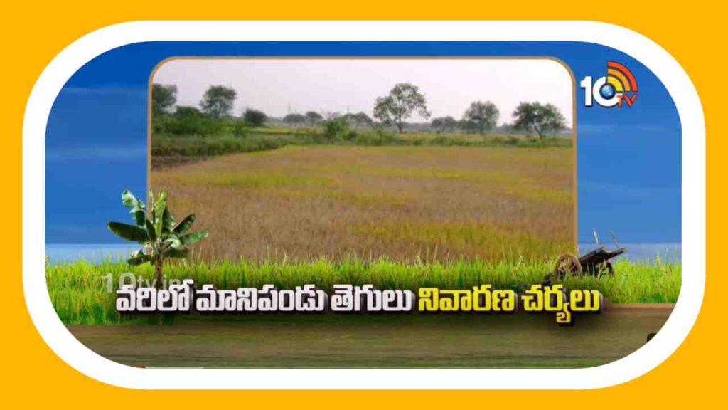 mani pandu tegulu