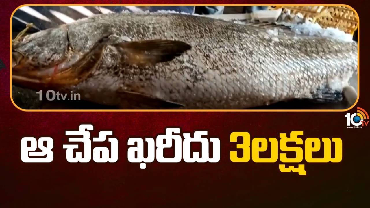 Anakapalli : ఆ చేప ఖరీదు రూ.3 లక్షలు.. ప్రత్యేకత ఏంటంటే?