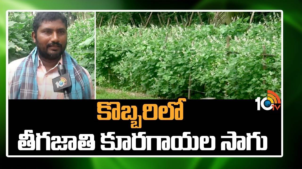 Coconut : కొబ్బరిలో తీగజాతి కూరగాయల సాగు