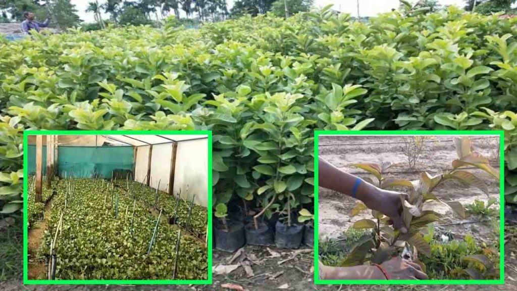 nursery management