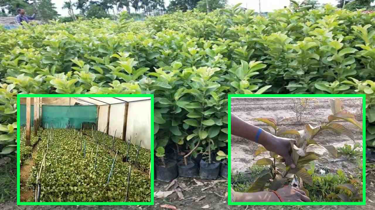 Cloning System : క్లోనింగ్ విధానంలో పండ్లమొక్కల ఉత్పత్తి.. నర్సరీ నిర్వాహణతో ఏడాదికి రూ. 50 లక్షల టర్నోవర్ Cloning System : క్లోనింగ్ విధానంలో పండ్లమొక్కల ఉత్పత్తి.. నర్సరీ నిర్వాహణతో ఏడాదికి రూ. 50 లక్షల టర్నోవర్