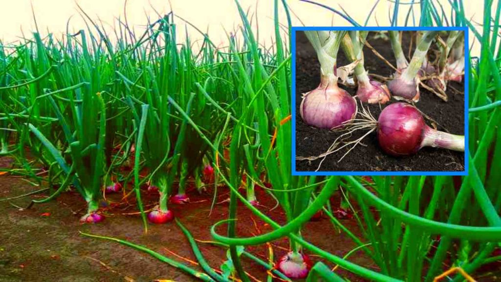onion farming