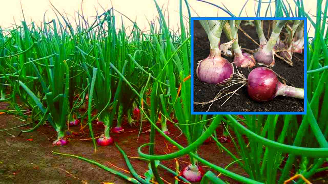Onion Cultivation : ఉల్లి గడ్డ సాగుకు అనువైన రకాలు.. Onion Cultivation : ఉల్లి గడ్డ సాగుకు అనువైన రకాలు..