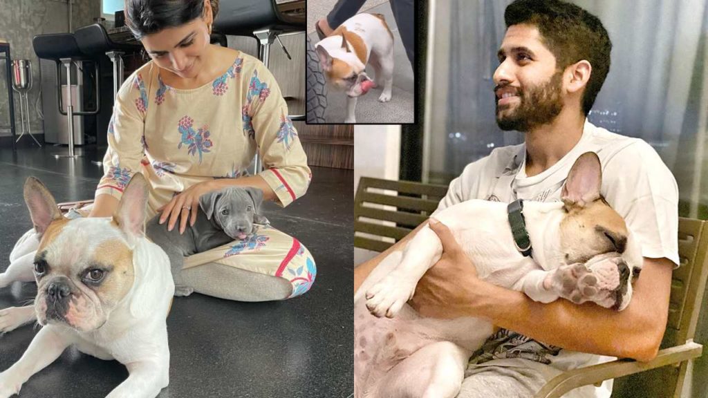 Samantha Pet Dog Hash Appeared at Naga Chaitanya Video goes Viral