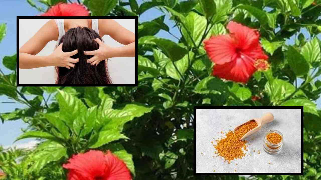 Suffering From Dandruff : చుండ్రు సమస్యతో బాధపడుతున్నారా ? మెంతులు, మందార ఆకులతో ఇలా చేసి చూడండి ! Suffering From Dandruff : చుండ్రు సమస్యతో బాధపడుతున్నారా ? మెంతులు, మందార ఆకులతో ఇలా చేసి చూడండి !