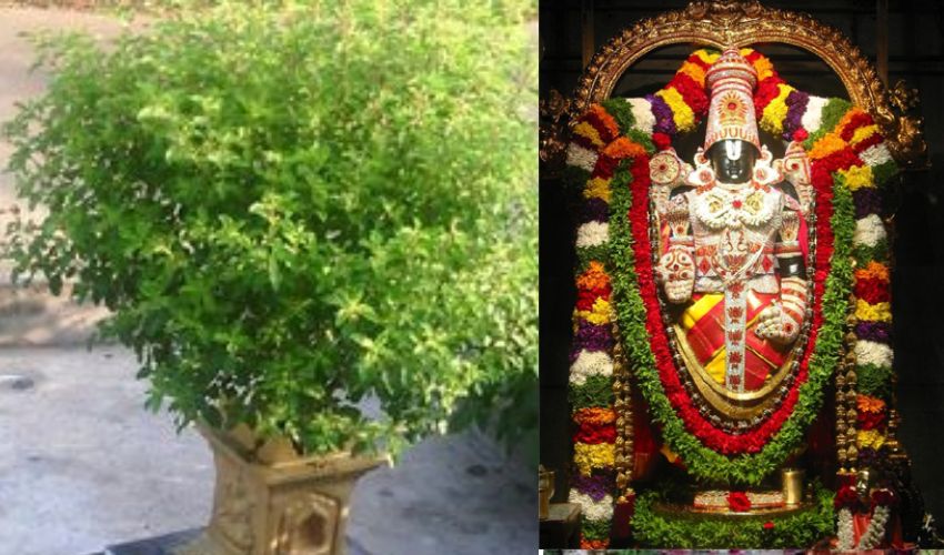 Tulasi : శ్రీ మహావిష్ణువునే శపించిన భక్తురాలు తులసిగా మారిన కథ .. అందుకే శ్రీవారికి తులసి అంటే అంత ఇష్టం.. Tulasi : శ్రీ మహావిష్ణువునే శపించిన భక్తురాలు తులసిగా మారిన కథ .. అందుకే శ్రీవారికి తులసి అంటే అంత ఇష్టం..