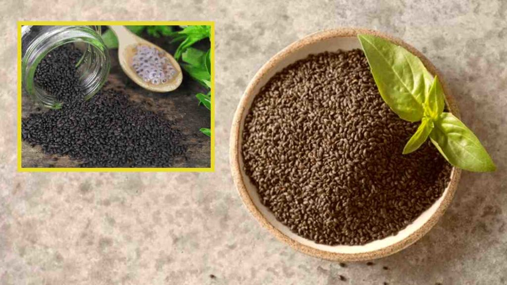 tulsi seeds