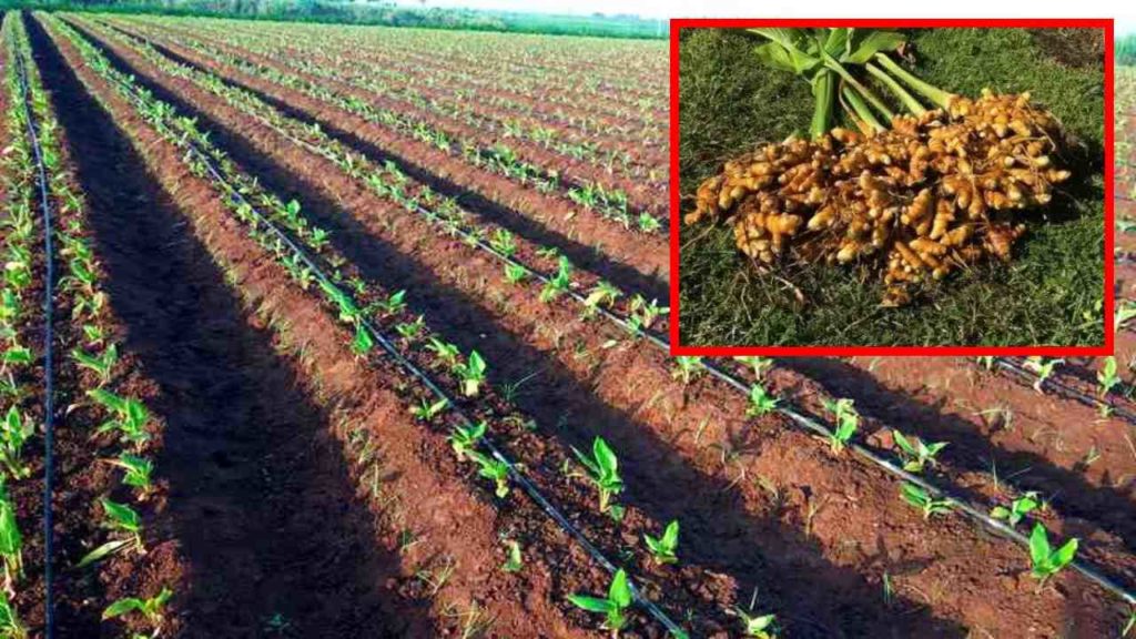turmeric cultivation