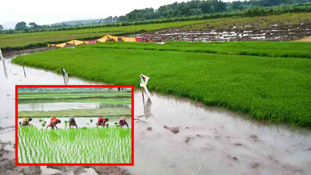 yasangi paddy Ownership