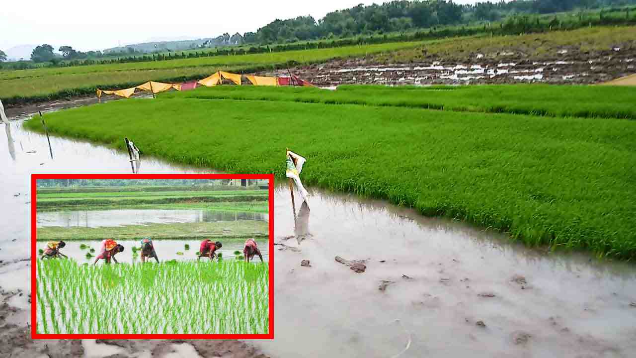 yasangi paddy Ownership : యాసంగిలో చలితీవ్రంగా ఉన్న సమయంలో వరి నారుమడి యాజమాన్యం ! yasangi paddy Ownership : యాసంగిలో చలితీవ్రంగా ఉన్న సమయంలో వరి నారుమడి యాజమాన్యం !
