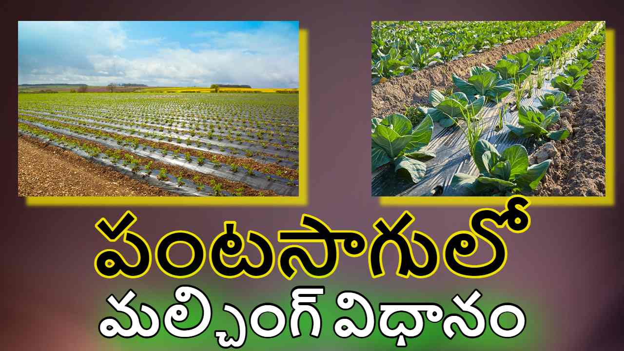 Agriculture with Mulching : మల్చింగ్ తో ఆధునిక వ్యవసాయం Agriculture with Mulching : మల్చింగ్ తో ఆధునిక వ్యవసాయం