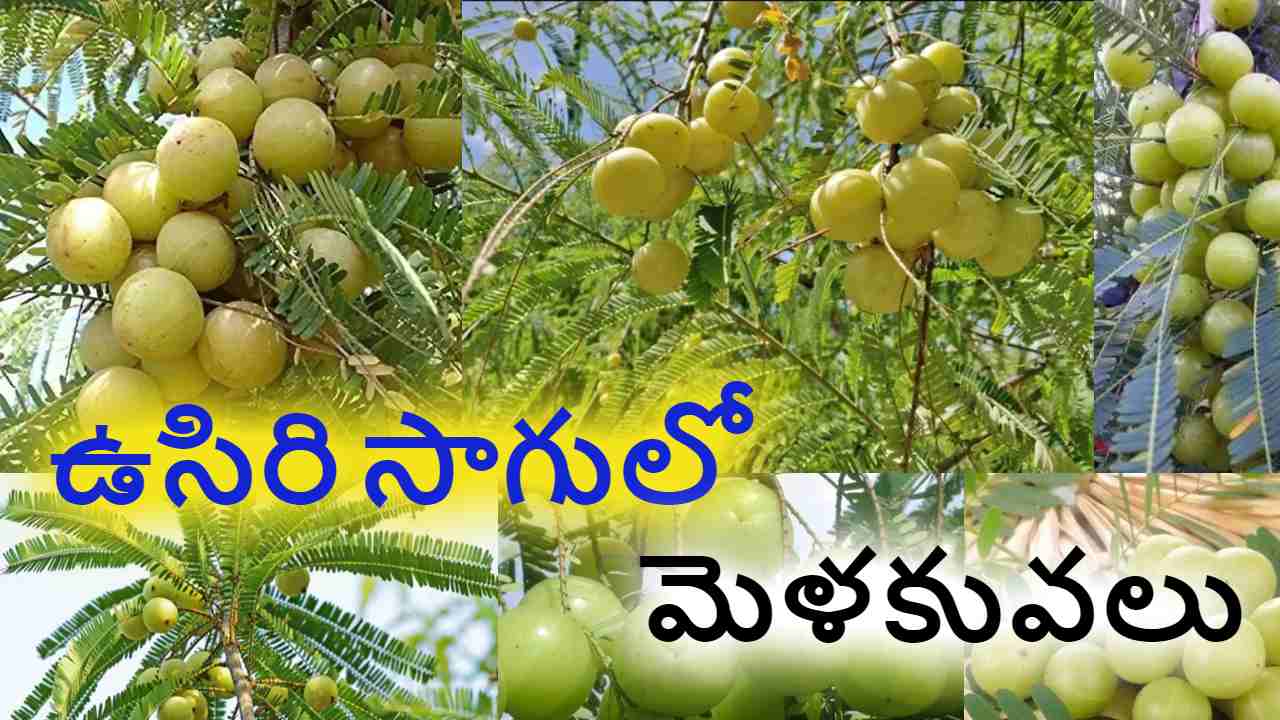 Amla Farming : ఉసిరి సాగులో మెళకువలు..సూచనలు Amla Farming : ఉసిరి సాగులో మెళకువలు..సూచనలు