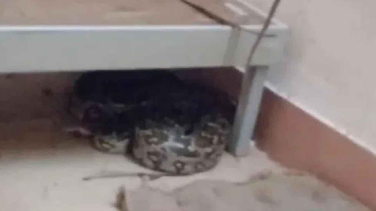 Python : వామ్మో.. ఎంత పే….ద్దగా ఉందో.. బాయ్స్ హాస్టల్లో కొండచిలువ కలకలం Python : వామ్మో.. ఎంత పే….ద్దగా ఉందో.. బాయ్స్ హాస్టల్లో కొండచిలువ కలకలం