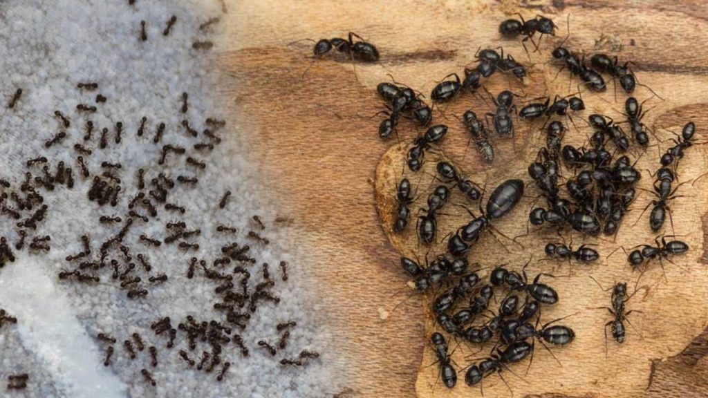 Black ants Come In House