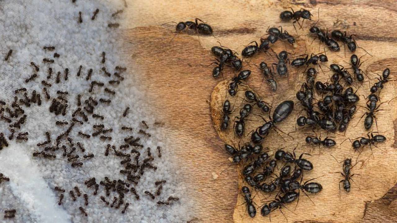 Black Ants : మీ ఇంట్లోకి నల్ల చీమలు లైను కట్టి వస్తున్నాయా .. ? అయితే ఏం జరుగుతుందో తెలుసా..?! Black Ants : మీ ఇంట్లోకి నల్ల చీమలు లైను కట్టి వస్తున్నాయా .. ? అయితే ఏం జరుగుతుందో తెలుసా..?!