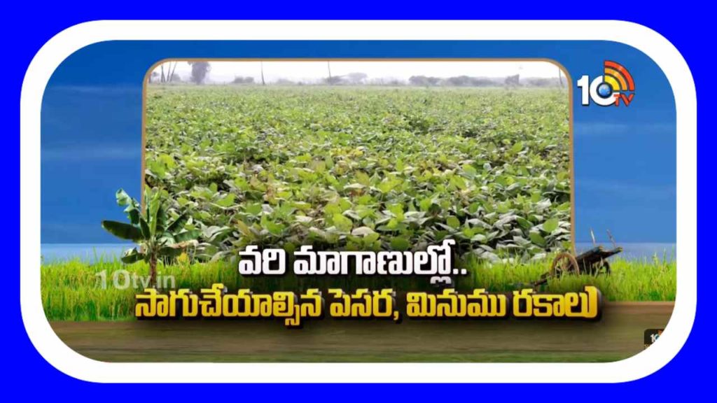 Black gram and Green gram Cultivation