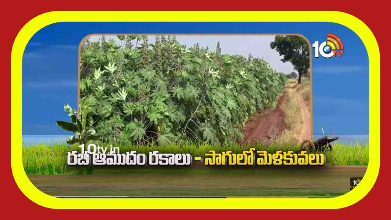 Castor Cultivation : రబీకి అనువైన ఆముదం రకాలు.. అధిక దిగుబడుల కోసం సాగులో చేపట్టాల్సిన యాజమాన్యం Castor Cultivation : రబీకి అనువైన ఆముదం రకాలు.. అధిక దిగుబడుల కోసం సాగులో చేపట్టాల్సిన యాజమాన్యం