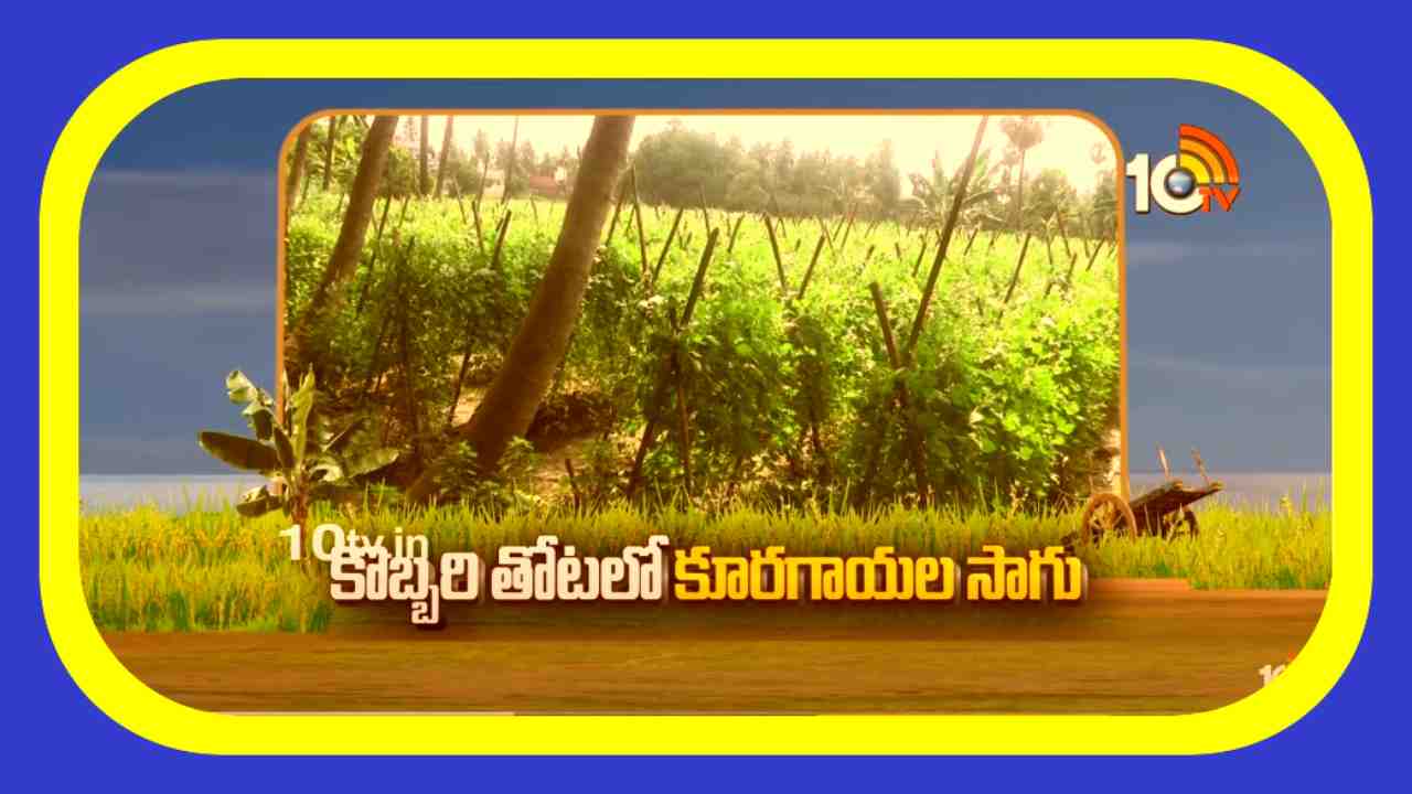 Cultivation of Vegetables : కొబ్బరి తోటలో కూరగాయల సాగు.. అంతర పంటలతో అదనపు ఆదాయం Cultivation of Vegetables : కొబ్బరి తోటలో కూరగాయల సాగు.. అంతర పంటలతో అదనపు ఆదాయం