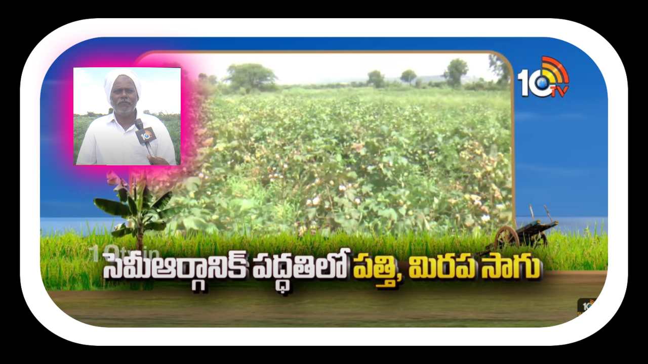 Cotton, Chilli Farming : సెమీఆర్గానిక్ పద్ధతిలో పత్తి, మిరప సాగు Cotton, Chilli Farming : సెమీఆర్గానిక్ పద్ధతిలో పత్తి, మిరప సాగు