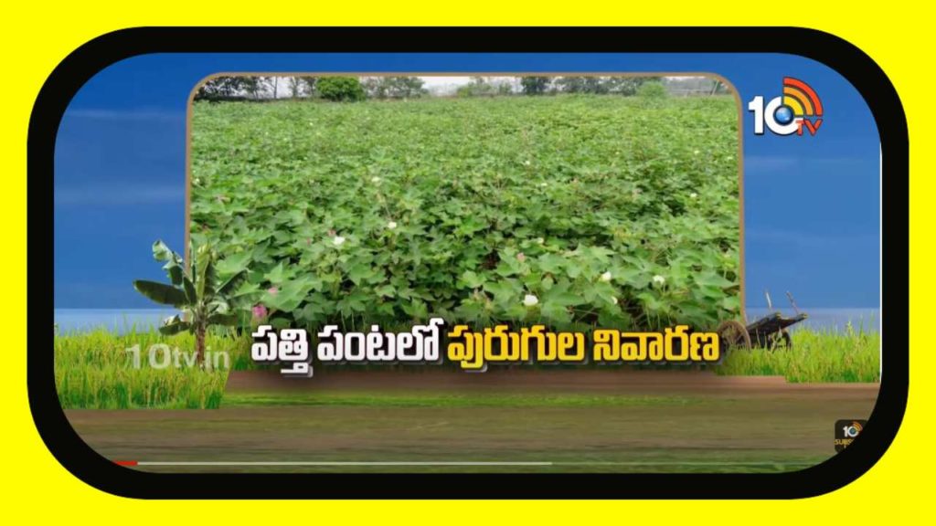 Cotton Crop