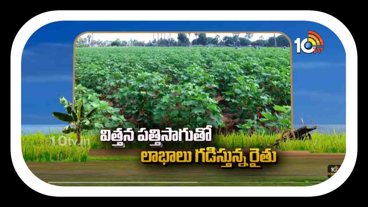 Seed Cotton Cultivation : విత్తన పత్తిసాగుతో లాభాలు గడిస్తున్న రైతు Seed Cotton Cultivation : విత్తన పత్తిసాగుతో లాభాలు గడిస్తున్న రైతు
