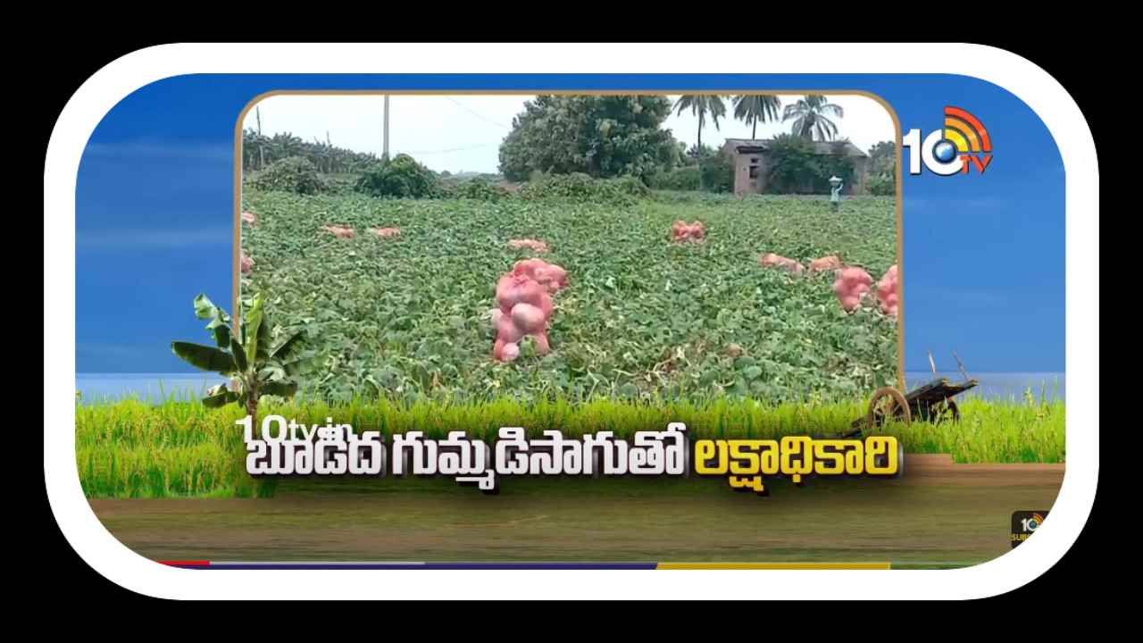 Cultivation of Ash Gourd : అధిక లాభాలు పండిస్తున్న.. బూడిద గుమ్మడిసాగు Cultivation of Ash Gourd : అధిక లాభాలు పండిస్తున్న.. బూడిద గుమ్మడిసాగు