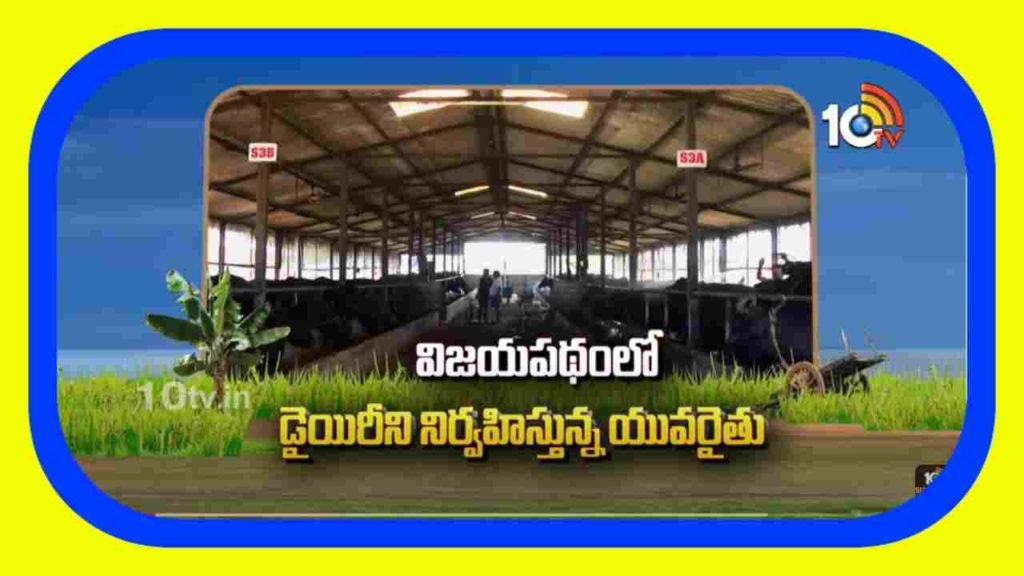 Dairy Farm