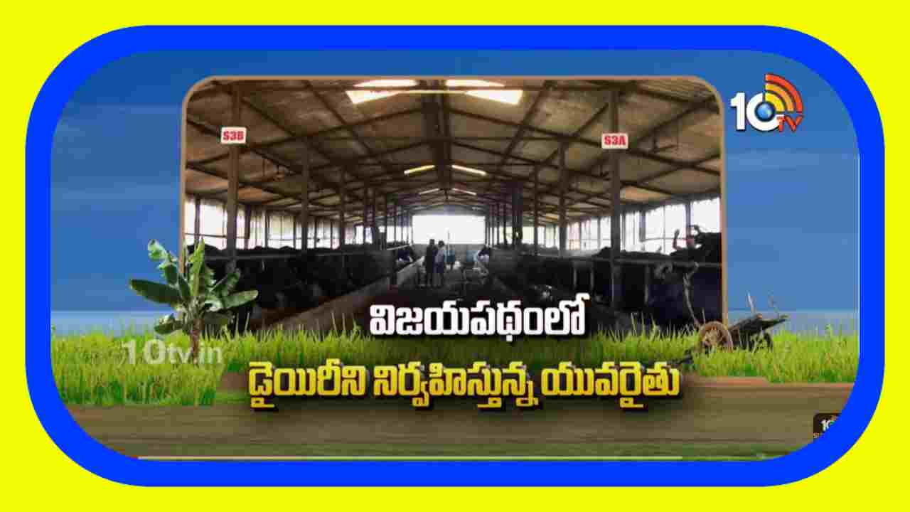 Dairy Farm : విజయపథంలో డైయిరీని నిర్వహిస్తున్న యువరైతు Dairy Farm : విజయపథంలో డైయిరీని నిర్వహిస్తున్న యువరైతు