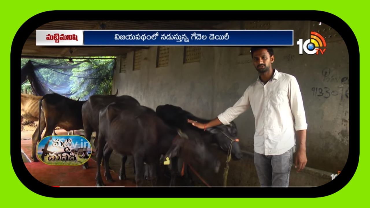Dairy Farm : ఓ యువరైతు అదాయం ఏడాదికి రూ. 35 లక్షలు.. ఎలా సంపాదిస్తున్నాడో తెలుసా ? Dairy Farm : ఓ యువరైతు అదాయం ఏడాదికి రూ. 35 లక్షలు.. ఎలా సంపాదిస్తున్నాడో తెలుసా ?