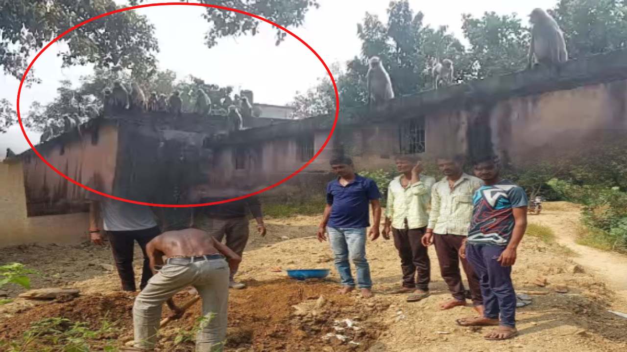 Funeral for Monkey : కోతికి అంత్యక్రియలు, భారీగా తరలివచ్చిన కోతుల గుంపు Funeral for Monkey : కోతికి అంత్యక్రియలు, భారీగా తరలివచ్చిన కోతుల గుంపు