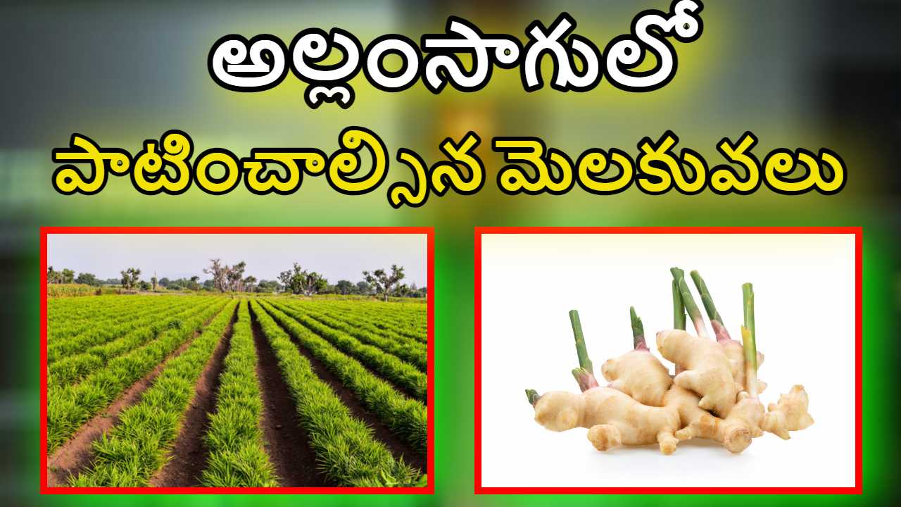 Ginger Cultivation : అల్లంసాగులో రైతులు పాటించాల్సిన మెలకువలు Ginger Cultivation : అల్లంసాగులో రైతులు పాటించాల్సిన మెలకువలు