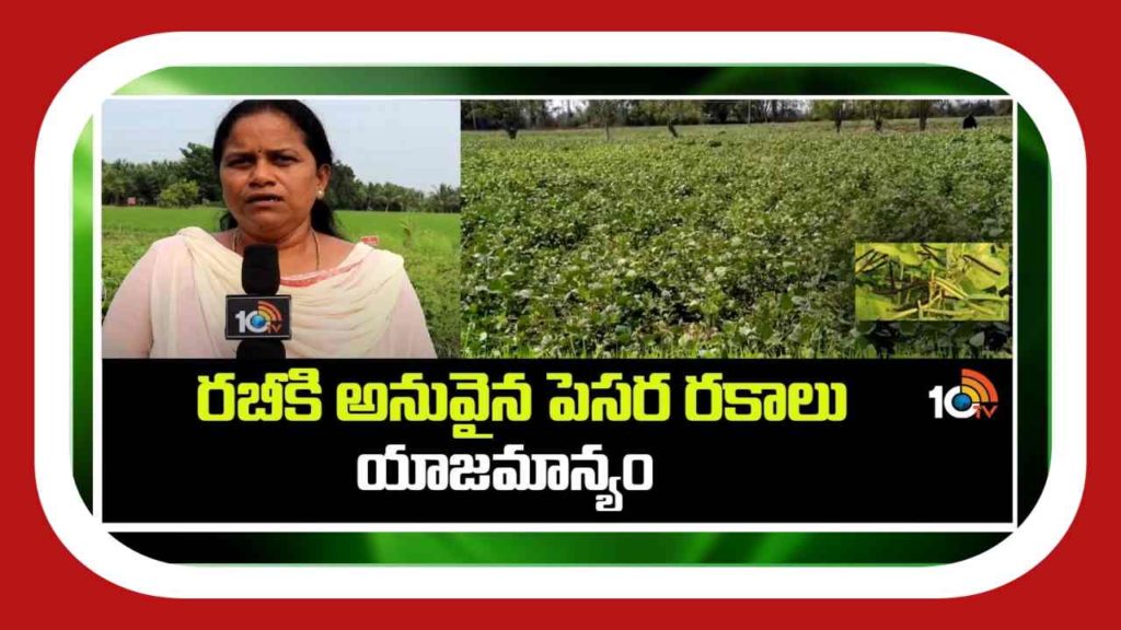 Green Gram Cultivation