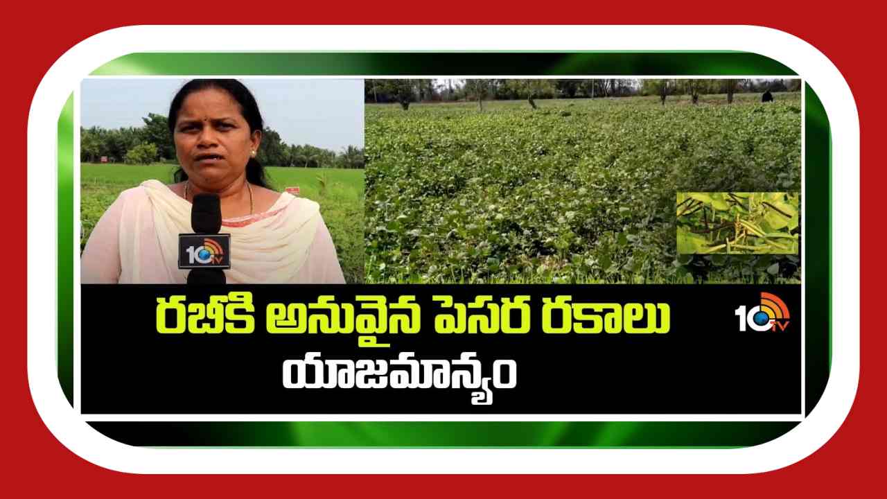 Green Gram Cultivation : రబీకి అనువైన పెసర రకాలు.. అధిక దిగుబడుల కోసం సాగులో మేలైన యాజమాన్యం Green Gram Cultivation : రబీకి అనువైన పెసర రకాలు.. అధిక దిగుబడుల కోసం సాగులో మేలైన యాజమాన్యం